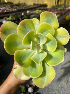 Echeveria enfant variegata pote 11