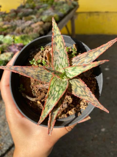 Aloe Híbrida pink pote 11 na internet