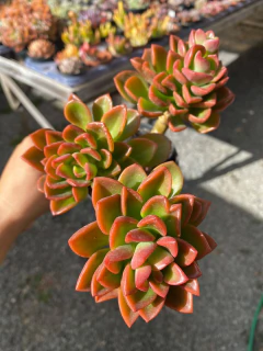 Echeveria setosa oteroi pote 11