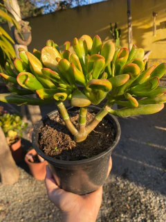 Orelha de fiona variegata pote 15 - comprar online