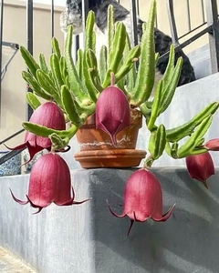 Stapelia Leendertziae pote 11 - comprar online