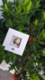Pin Esteto Eletro Dourado - Dra Cherie - comprar online
