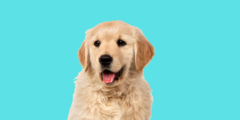 Banner de la categoría Cachorros - Razas Pequeñas
