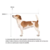 Transportadora Bracco Sprint N°1 (48x32x31) - comprar online