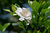 Esencia de Gardenia - comprar online