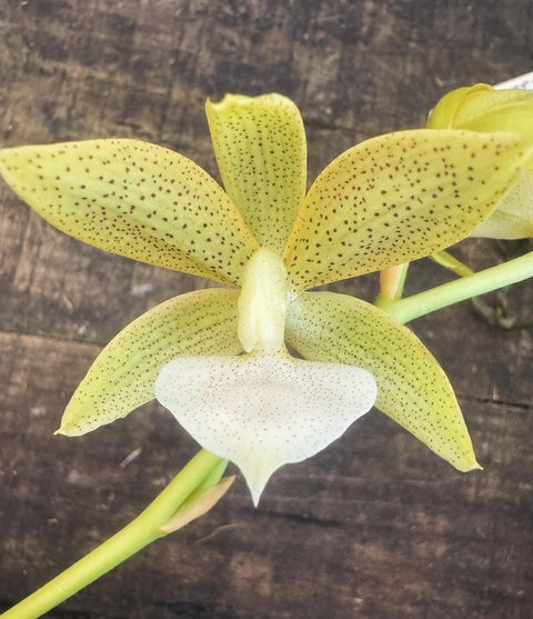 Cycnoches hagii x Mormodes andrettae albo