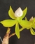 Cycnoches hagii - comprar online