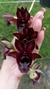Clowesia Grace Dunn. xCataserum galeritum x Faustoi