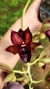 Clowesia Grace Dunn. xCataserum galeritum x Faustoi na internet