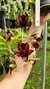 Clowesia Grace Dunn. xCataserum galeritum x Faustoi - comprar online
