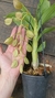 Cycoches pentadactylum x cooperii