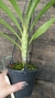 Cycnoches hagii x Mormodes Jumbo Poseidon - comprar online