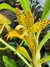 Cycnoches hagii x Mormodes Jumbo Poseidon
