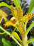 Cycnoches hagii x Mormodes Jumbo Poseidon