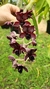 Clowesetum Junior Correa x Catasetum Lainig Perazolli