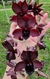 Clowesetum Junior Correa x Catasetum Lainig Perazolli - comprar online