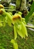 Catasetum ferox