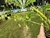 Catasetum ferox - comprar online