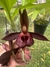 Catasetum mary spancer x tenebrosum x osculatum - comprar online