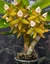 Cycnoches hagii na internet