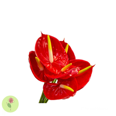 Maço de Anthurium - NÃO CONTÉM EMBALAGEM PARA PRESENTE