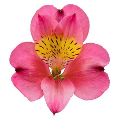 Maço com 10 Astromelias Rosa - NÃO CONTÉM EMBALAGEM PARA PRESENTE - comprar online