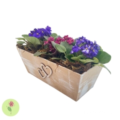 Jardineira com 3 Violetas Coloridas - comprar online