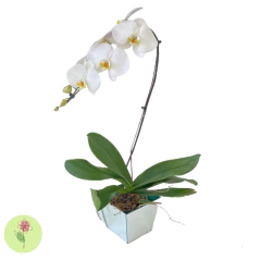 Orquídea Branca Cachepô Espelhado