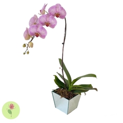 Orquídea Rosa Cachepô Espelhado