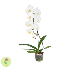 Orquídea Phalaenopsis Branca - NÃO CONTÉM EMBALAGEM PARA PRESENTE - comprar online