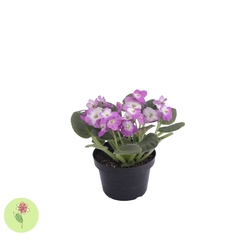 1 Unidade de Violeta - SEM EMBALAGEM PARA PRESENTE, A COR PODE VARIAR