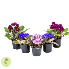 1 Unidade de Violeta - SEM EMBALAGEM PARA PRESENTE, A COR PODE VARIAR - comprar online