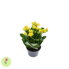 Kalanchoe Amarelo Pequeno
