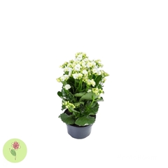 Kalanchoe Branco Pequeno