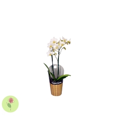 Mini Orquídea - SEM EMBALAGEM PARA PRESENTE