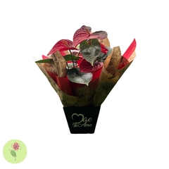 Anthurium Para Presente - comprar online