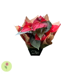 Anthurium Para Presente