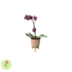 Mini Orquídea Rosa cachepô pés