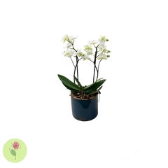 Mini Orquídea Branca Cachepô Cerâmica
