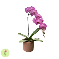 Orquídea Rosa Cachepô de Cerâmica