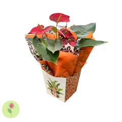 Anthurium Vermelho