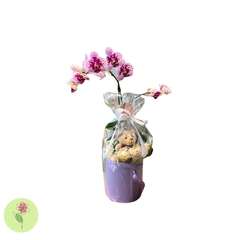 Mini orquídea com Chaveiro Urso e Ferrero