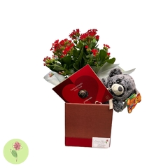 Kalanchoe com urso