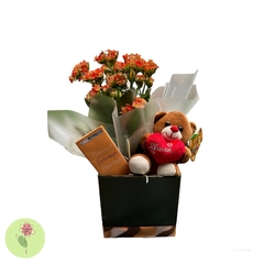 kalanchoe com urso e chocolate