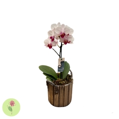 Mini orquídea cachepô madeira