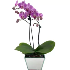 Mini Orquídea