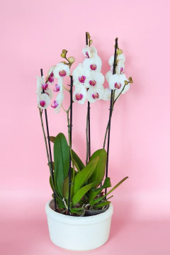 Diseño de plantas de orquideas grandes - comprar en línea