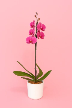 Orquídea grande premium con matera blanca