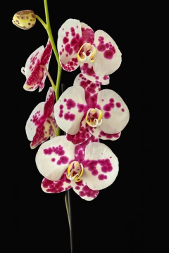 Orquídea grande de 2 varas en base bosque de lujo - tienda en línea