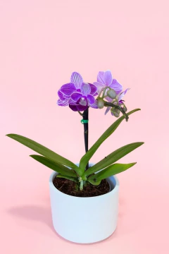Orquidea mini de 1 vara con matera de cerámica blanca - comprar en línea